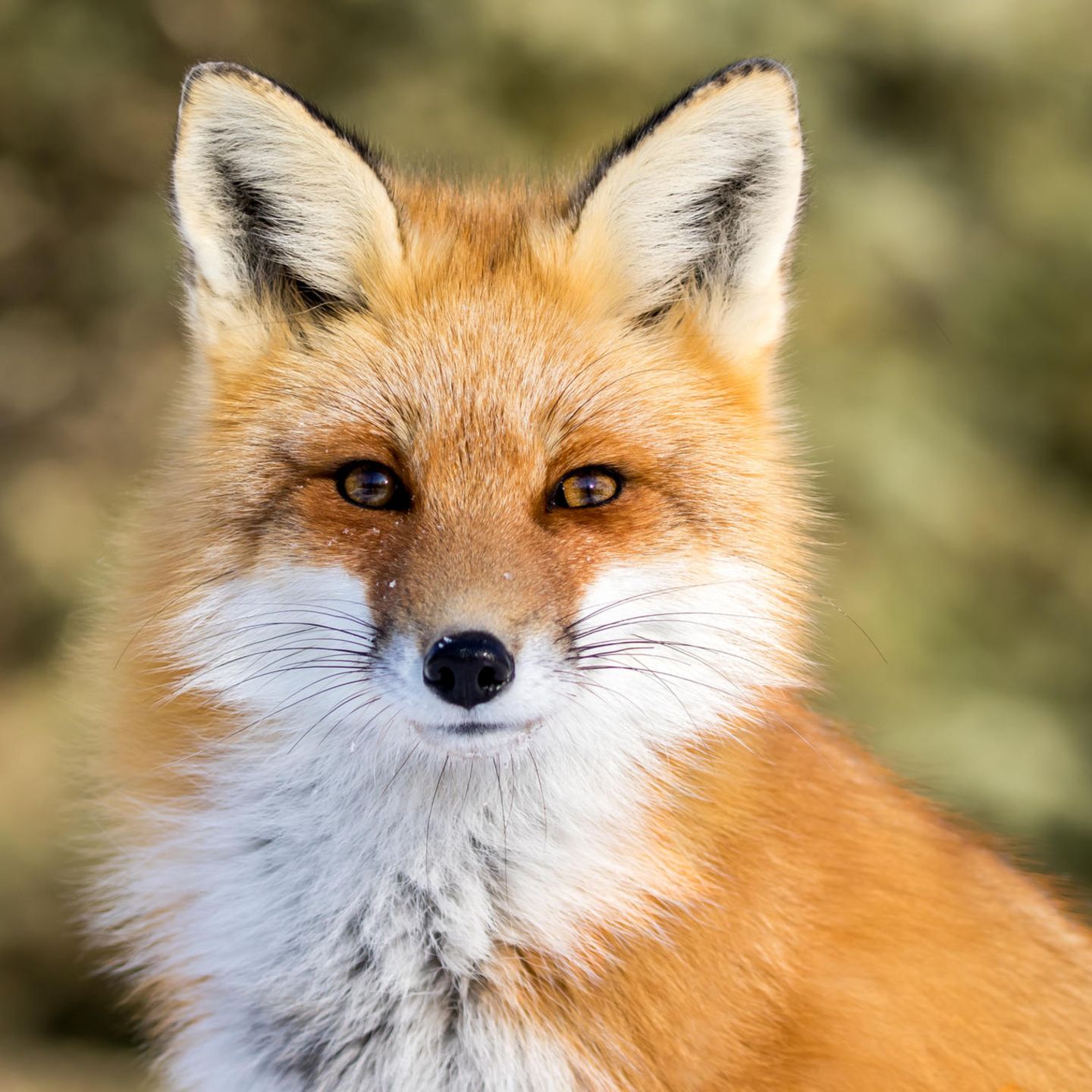 Julia Stieger v/o Encanta